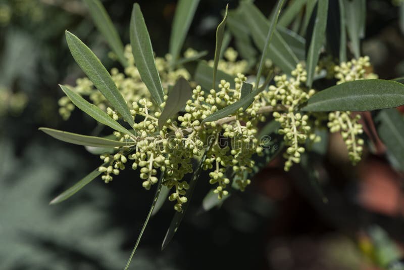 The Flowering Buds of the Olive Tree Stock Image Image of mignola