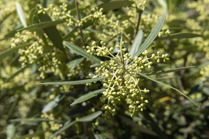 The Flowering Buds of the Olive Tree Stock Image Image of mignola