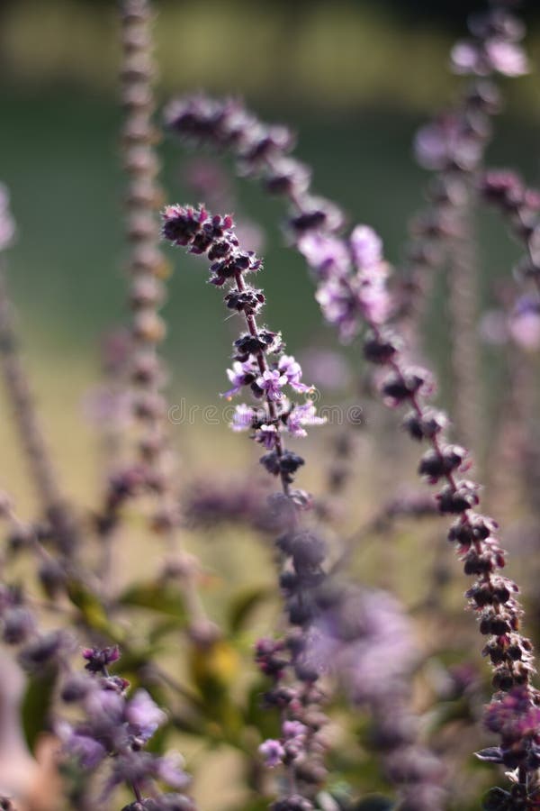 Flowering Bush Basil (ocimum X Hybrida) Stock Image Image of produce