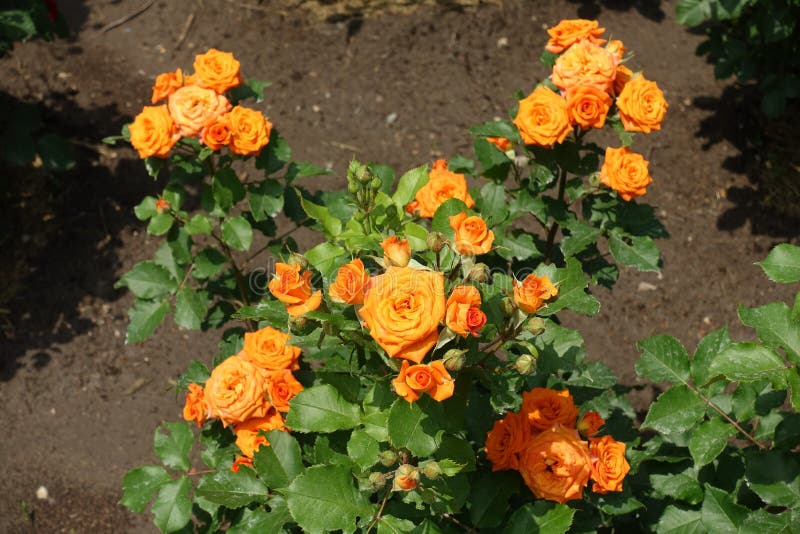 Flowering Bush of Orange Roses in June Stock Image Image of june