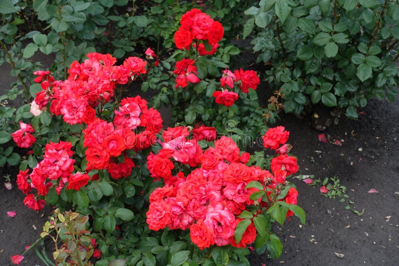 Flowering Bush of Bright Red Roses Stock Image Image of bush, bloom