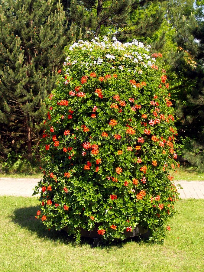 Flowering bush or shrub