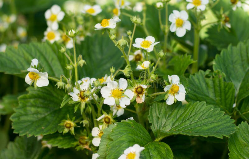 Flowering Bush Strawberry with White Flowers Stock Image Image of