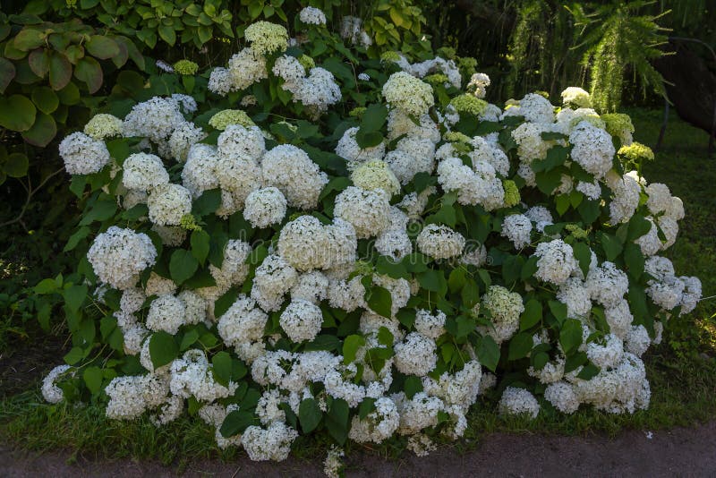 Flowering Bush of White Hydrangea Treelike Stock Image Image of