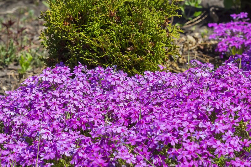 Flowering bushes on the dacha Phlox subulate stock images