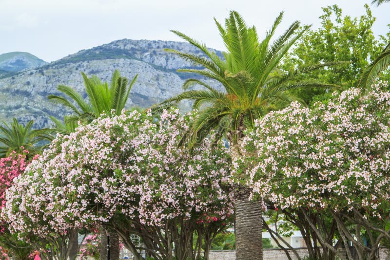 Flowering bushes of oleander and palm trees against the sky royalty free stock photography