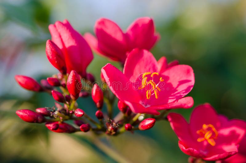 Flowering Bushes With Pink Flowers stock photo