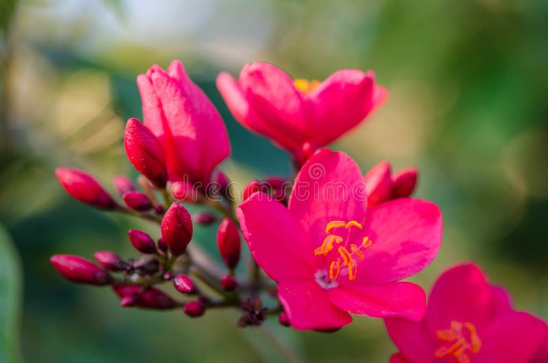 Flowering Bushes With Pink Flowers stock photos