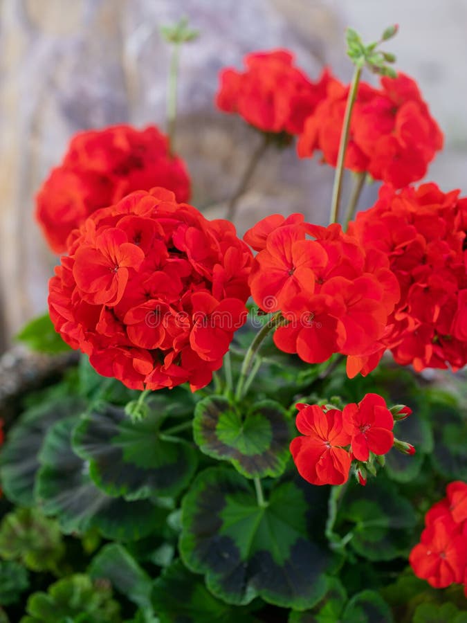 Red and White Geraniums on the Street. Flowering Pelargonium in a