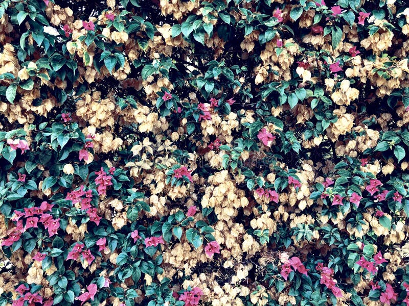Flowering bushes wall with flowers and greenery background royalty free stock photos