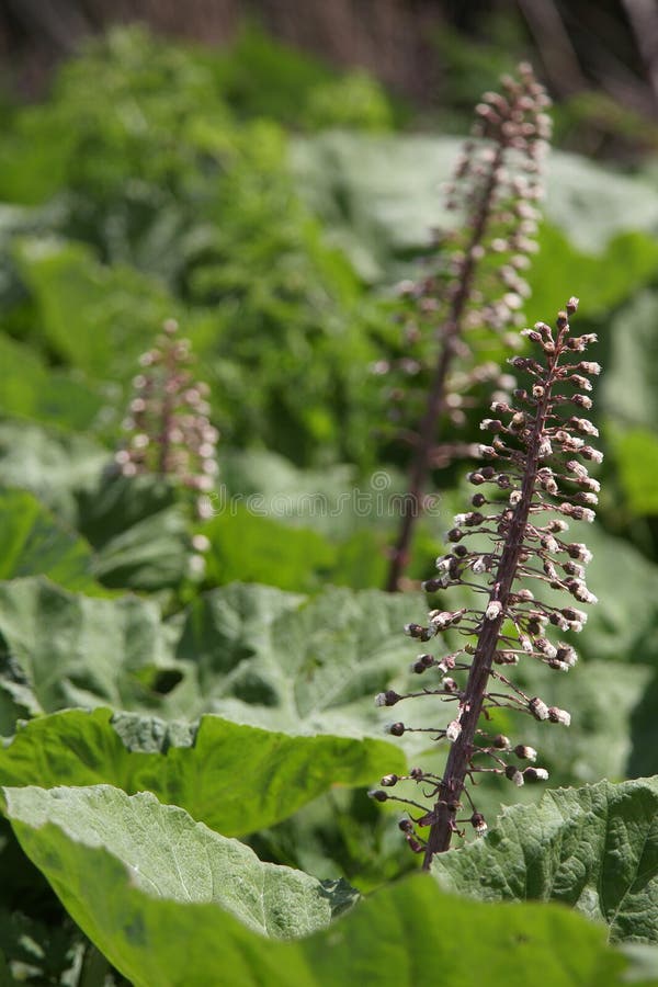 Flowering butterbur (Petasites vulgaris)