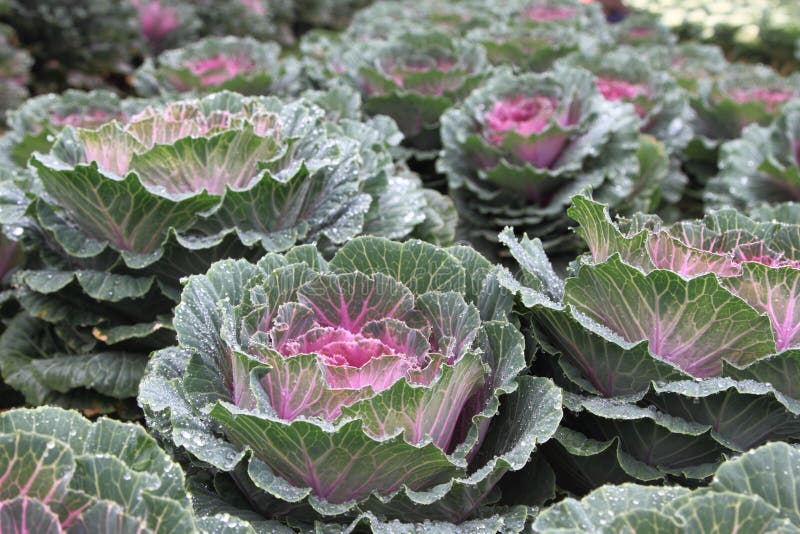 Flowering cabbage stock image. Image of happiness, petal 91067287