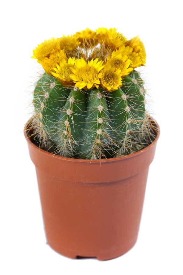 Flowering cactus