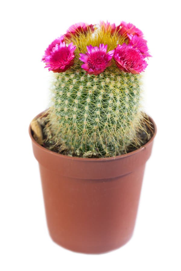 Flowering cactus