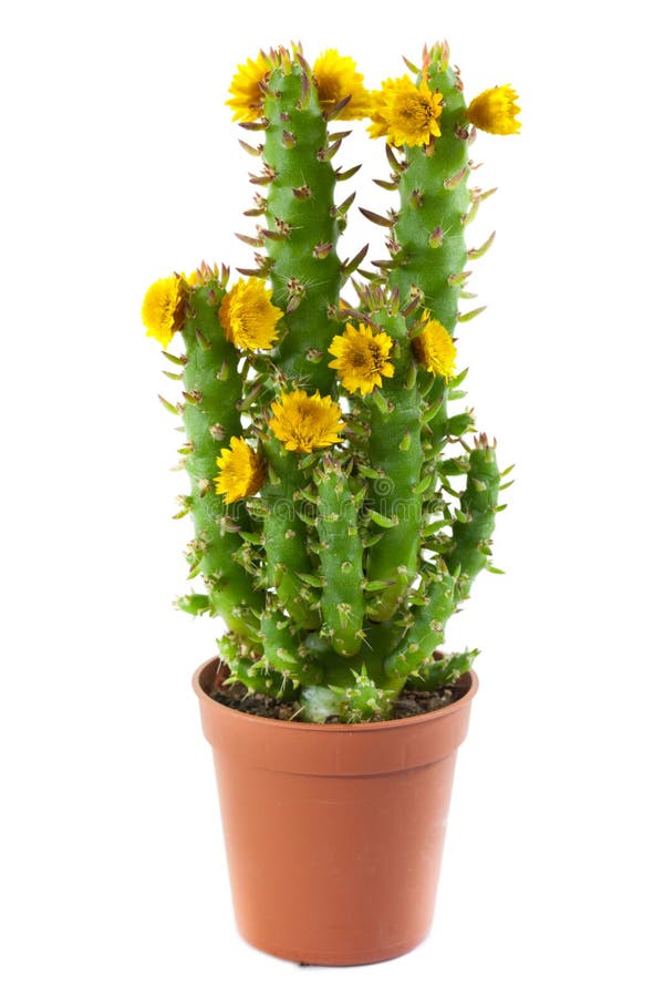 Flowering cactus