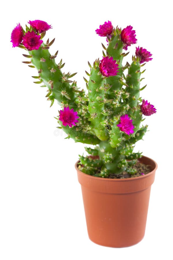 Flowering cactus