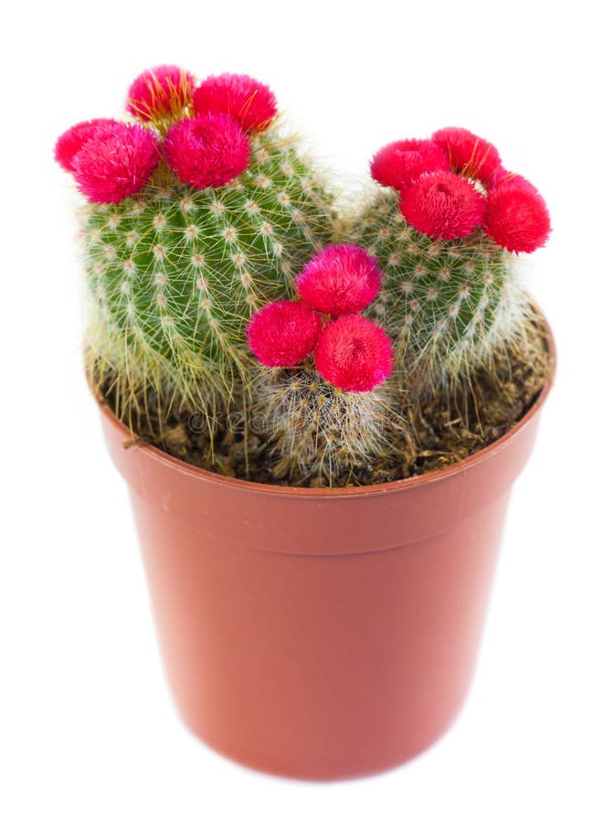 Flowering cactus