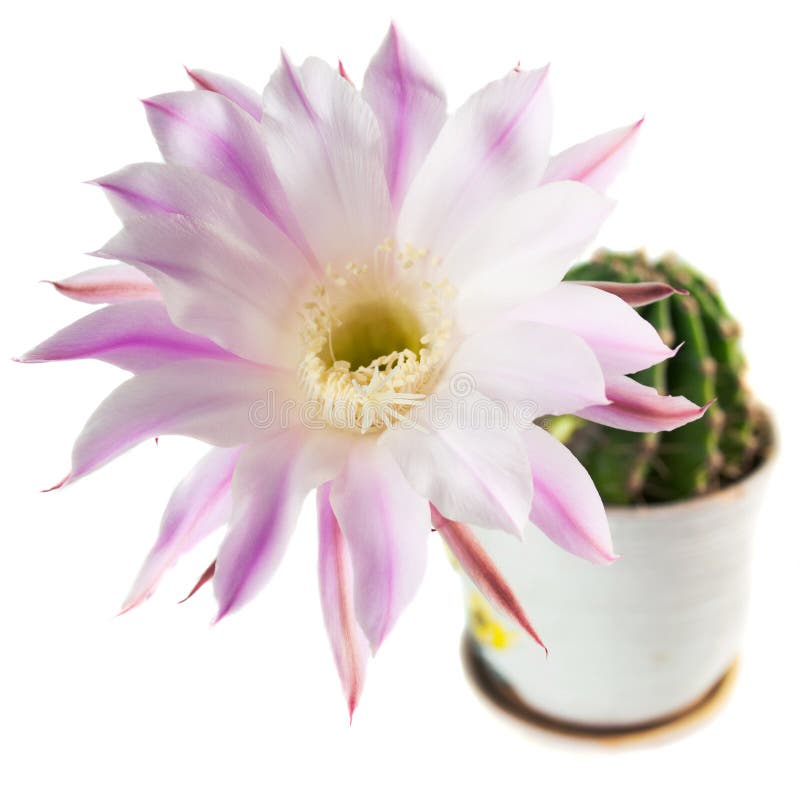 Flowering Cactus in a Ceramic Pot. Isolated on White Background Stock