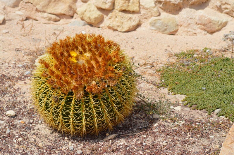Flowering Cactus stock photo. Image of landscape, number 44702224