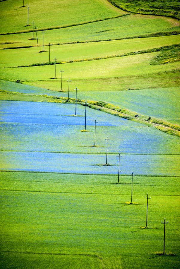 Flowering of Castelluccio di Norcia in Italy on the big plain in the Umbria region of Italy