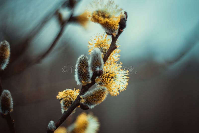 Flowering catkins or buds, pussy willow, grey willow, goat willow in early spring on a blue brown sky background. Willow twig