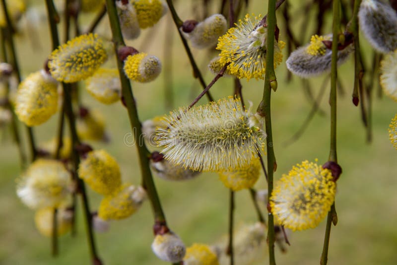Flowering catkins stock photo. Image of macro, blue 176395596