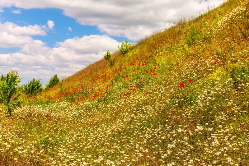 Flowering of chamomile and poppies in the wild