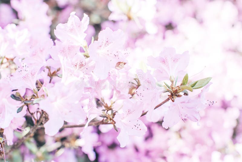 Flowering Cherry Blossom Bush Macro Spring Time Stock Image Image of