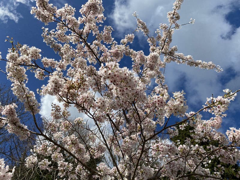 Flowering Cherry Blossom stock photo. Image of shrub 275734708