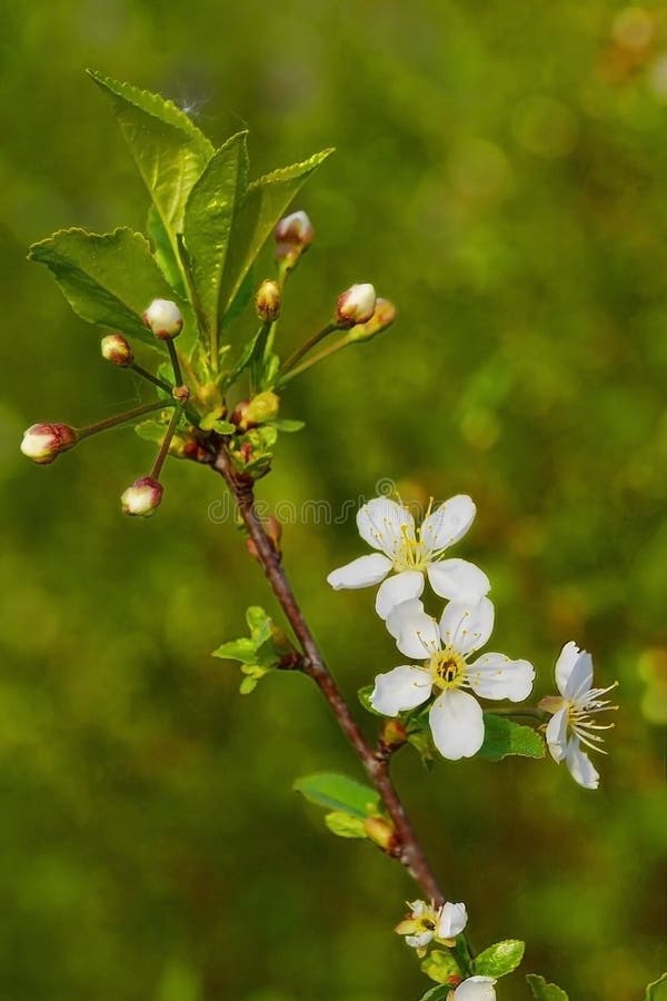 Flowering cherry bushes stock photo. Image of bushes 248656710
