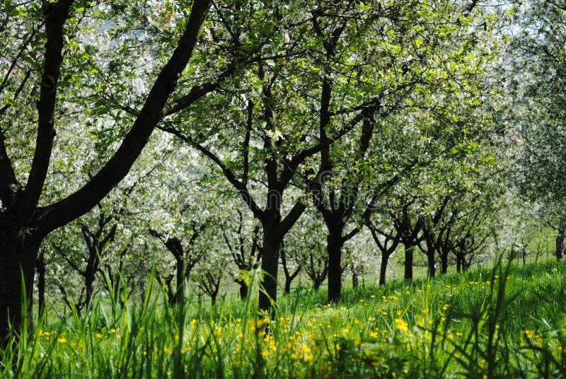 Flowering cherry orchard stock image. Image of dandelions 91500445
