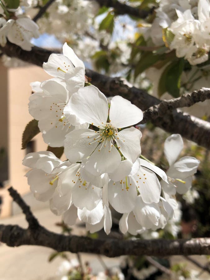 Flowering Cherry Tree in the Garden Stock Photo Image of cherry