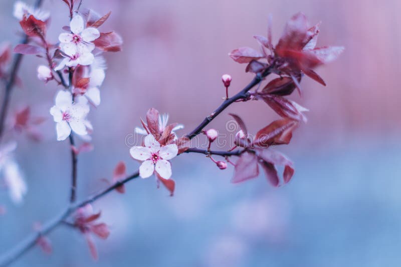 Flowering Cherry Tree Large Species in the Evening Stock Photo Image