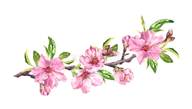 Flowering cherry tree. Pink apple flowers, sakura, almond flowers on blooming branch. Water color
