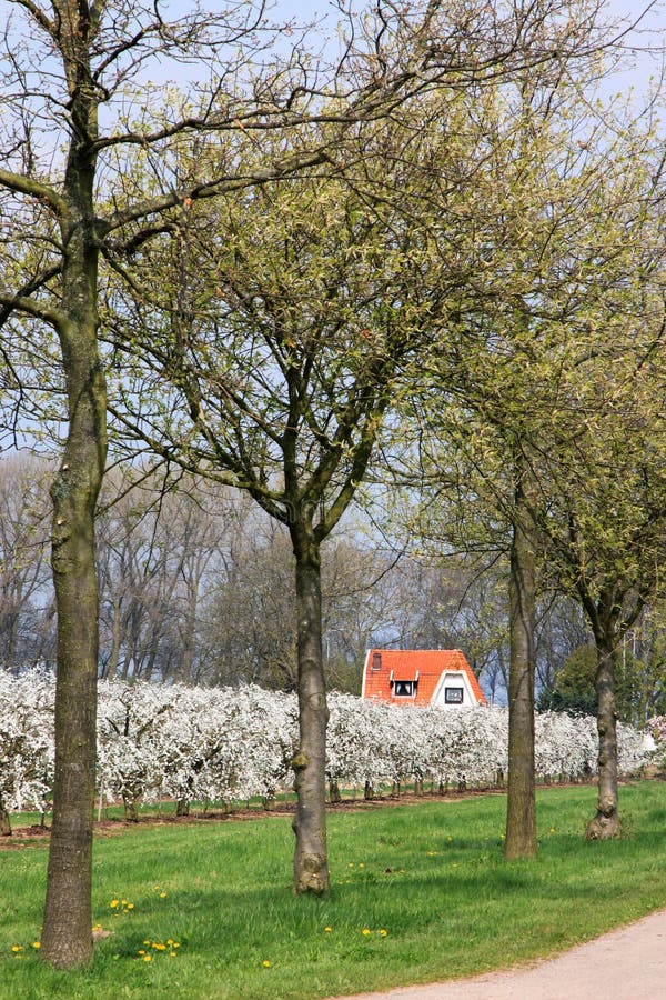 Flowering Cherry Trees In Dutch Orchard Stock Photo Image of company