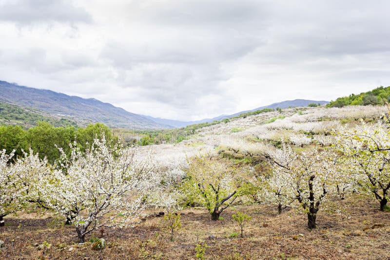Flowering Cherry in Valley of Jerte, Caceres, Spain. Stock Photo