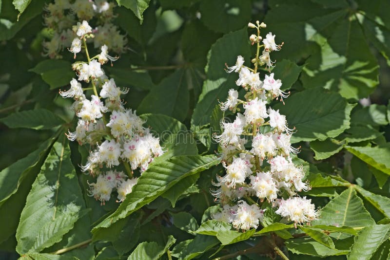 Flowering chestnut