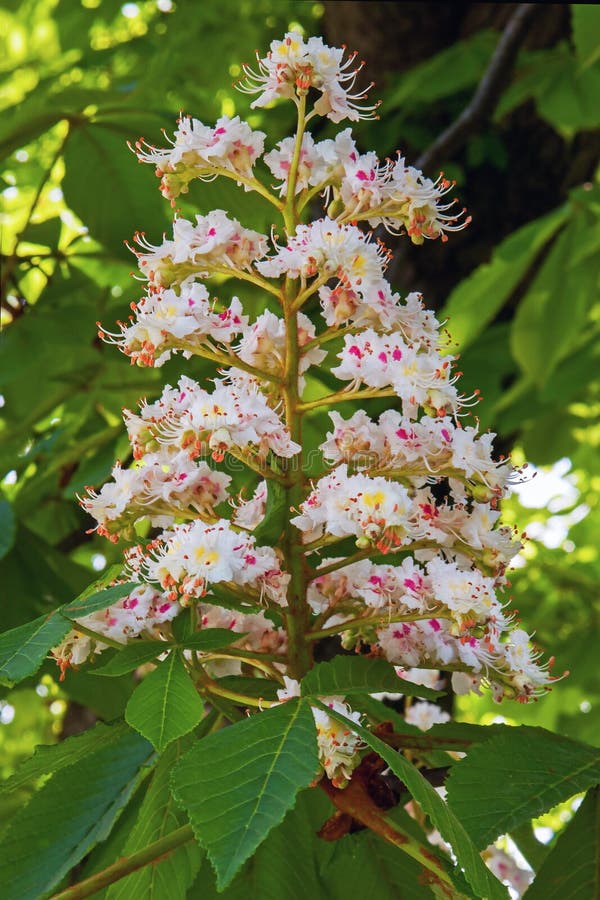 Flowering chestnut4 stock image. Image of garden, lush 38917105