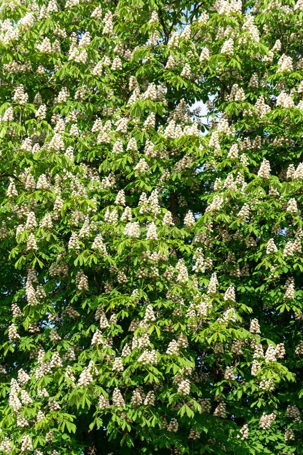 Flowering Chestnut Tree. Flowering Chestnut Against the Blue Sky Stock