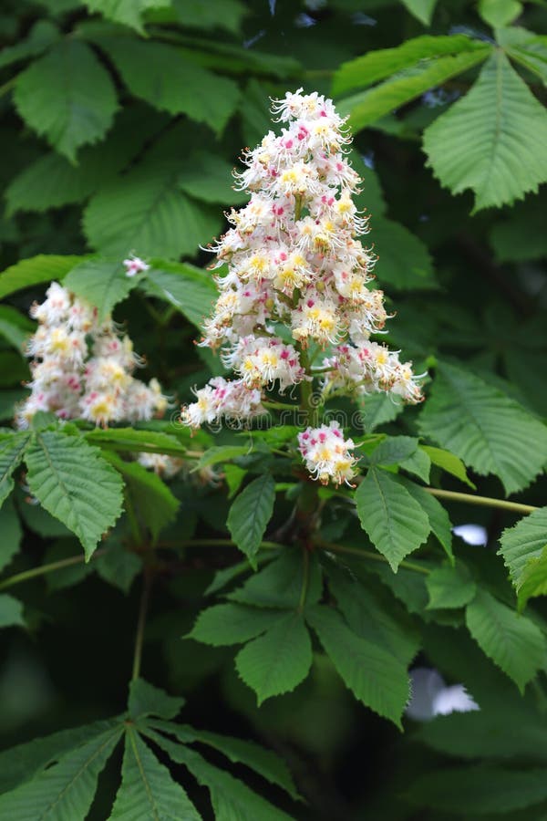 Flowering chestnut tree stock image. Image of growth 232023173