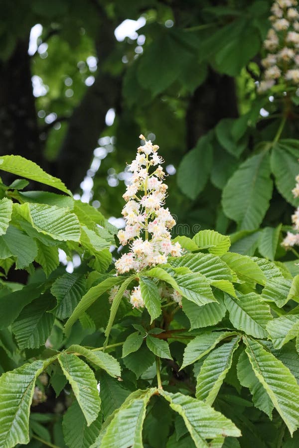 Flowering chestnut tree stock image. Image of photosynthesis 216783521