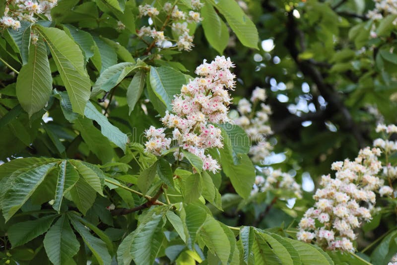 Flowering chestnut tree stock photo. Image of botany 226393138