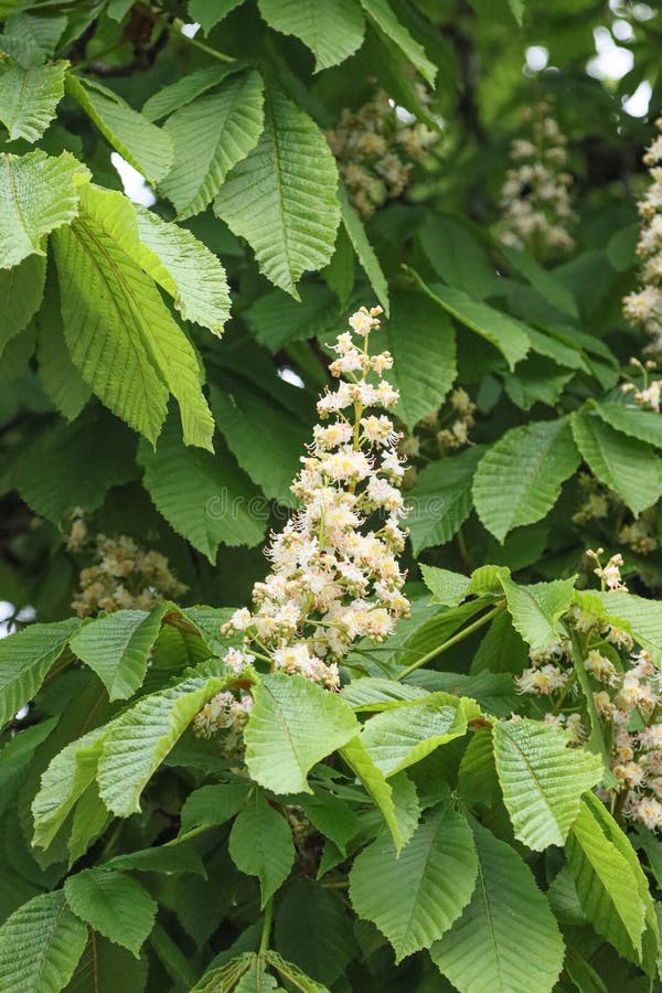 Flowering chestnut tree stock image. Image of blossoming 227453023