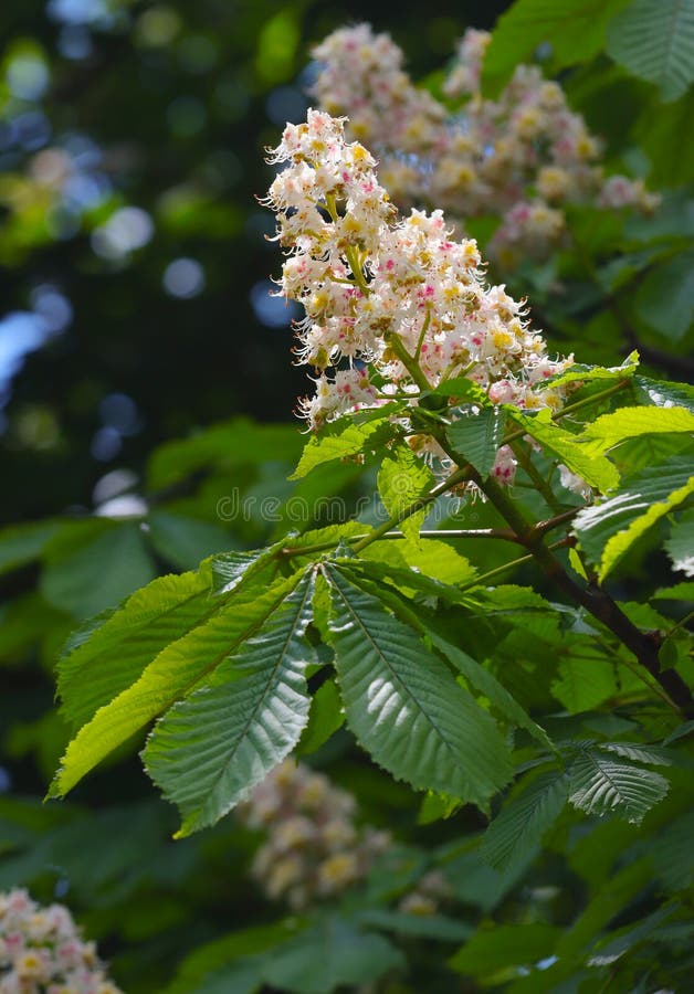 Flowering chestnut tree stock image. Image of growth 232023173