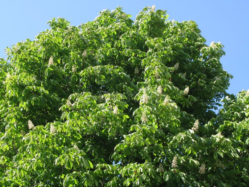 Flowering chestnut tree stock photo. Image of warm, coma 86384892