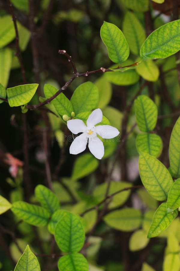 White Citrus Flower in the Garden Stock Photo Image of citrus, flower