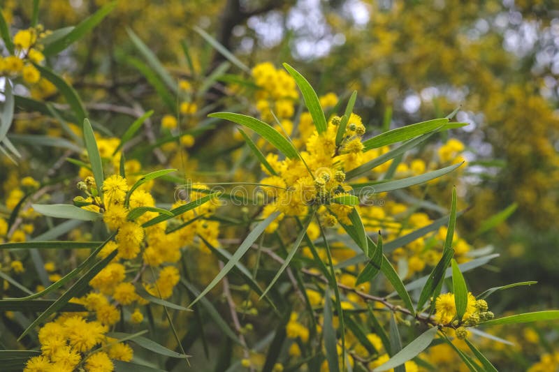 Flowering Cootamundra Wattle Acacia Baileyana Tree Stock Photo Image