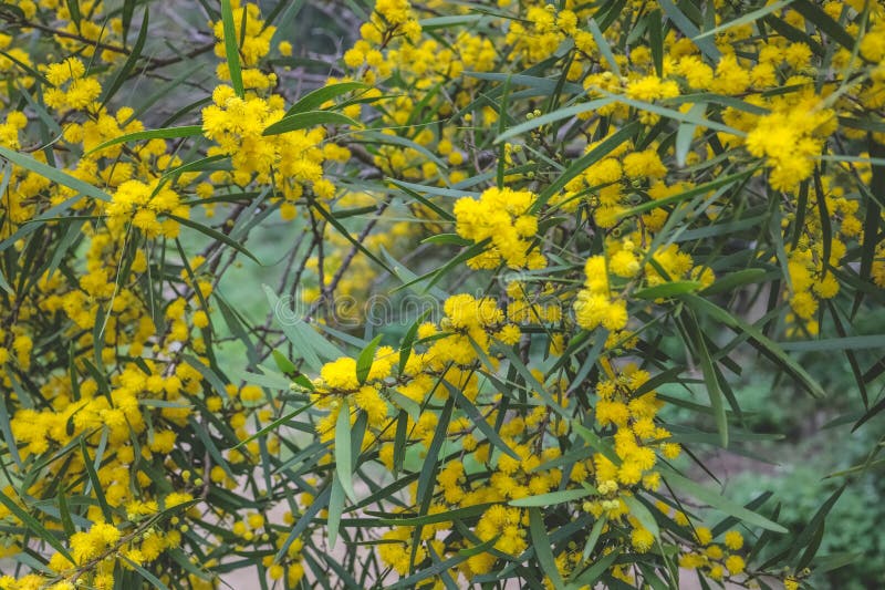 Flowering Cootamundra Wattle Acacia Baileyana Tree Stock Photo Image