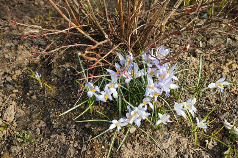 Flowering crocus bulbs stock image. Image of wallpaper 274727031