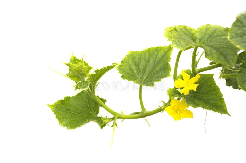 Flowering cucumbers